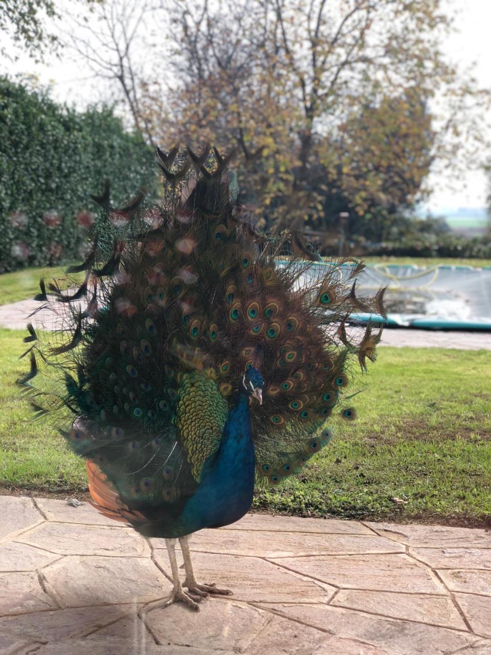 "Ai 4 Soli" Cermenate Exteriör bild